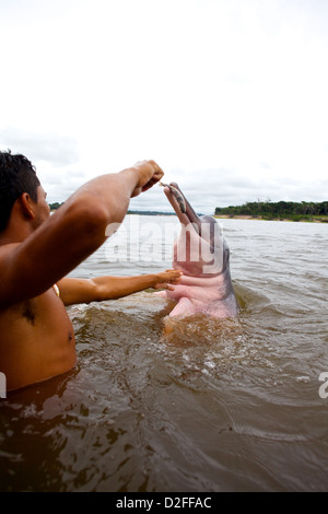 Ein junger indigener Mann ernährt einen Amazonas-Delfin (Inia geoffrensis) im brasilianischen Amazonasfluss für Touristen Stockfoto