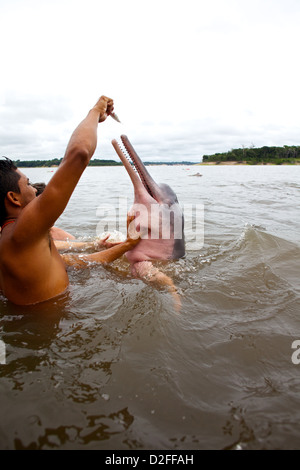 Ein junger indigener Mann ernährt einen Amazonas-Delfin (Inia geoffrensis) im brasilianischen Amazonasfluss für Touristen Stockfoto