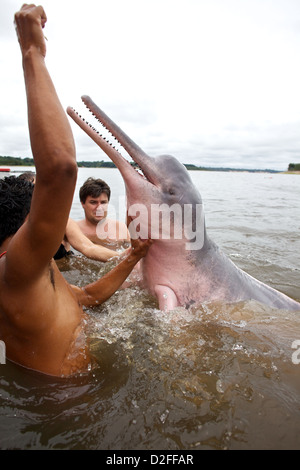 Ein junger indigener Mann ernährt einen Amazonas-Delfin (Inia geoffrensis) im brasilianischen Amazonasfluss für Touristen Stockfoto