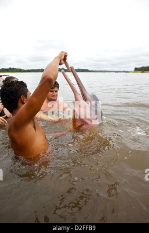 Ein junger indigener Mann ernährt einen Amazonas-Delfin (Inia geoffrensis) im brasilianischen Amazonasfluss für Touristen Stockfoto
