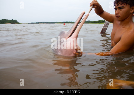 Ein junger indigener Mann ernährt einen Amazonas-Delfin (Inia geoffrensis) im brasilianischen Amazonasfluss für Touristen Stockfoto