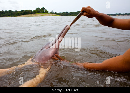 Ein junger indigener Mann ernährt einen Amazonas-Delfin (Inia geoffrensis) im brasilianischen Amazonasfluss für Touristen Stockfoto