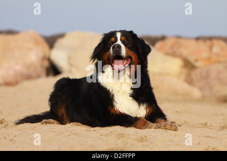 Hund Berner Mountain Dog Erwachsene am Strand liegen Stockfoto