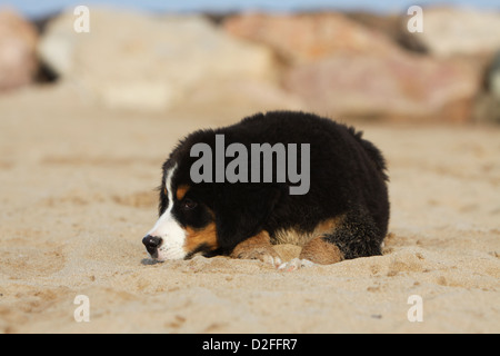 Hund Berner Mountain Dog Welpen am Strand liegen Stockfoto