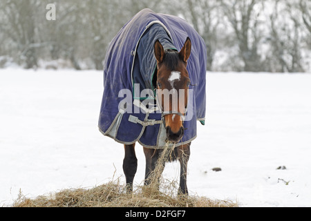 Vollblut Pferd Essen Heu in einem verschneiten paddock Stockfoto