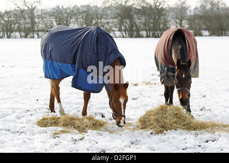 Pferde Essen Heu im Schnee bedeckt Paddock im winter Stockfoto