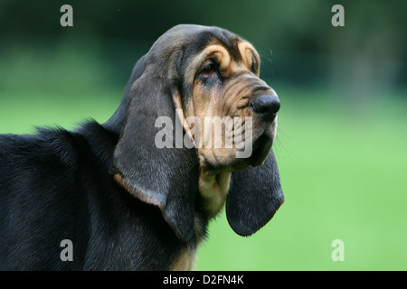Hund Bluthund / Chien de Saint-Hubert Welpen Porträt Profil Stockfoto
