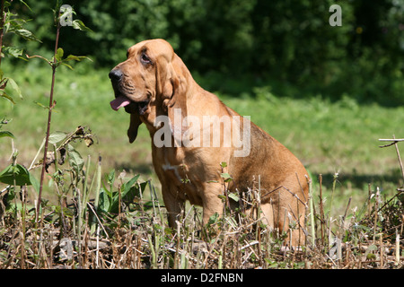 Hund Bluthund / Chien de Saint-Hubert-Welpen Stockfoto