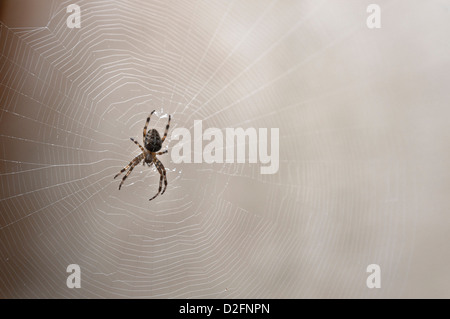 Gemeinsamen garten Spider auf dem Spinnennetz, Großbritannien Stockfoto