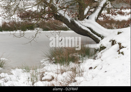 Einzelne isolierte gemeinsame Eiche überhängenden beugte sich über einen tiefen Torf Teich gefroren Eis und Schnee bedeckt Stockfoto