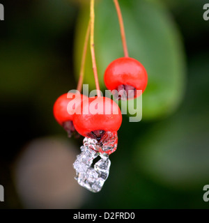 Eine Nahaufnahme des schmelzenden Eises auf roten Zwergmispel Beeren. Stockfoto