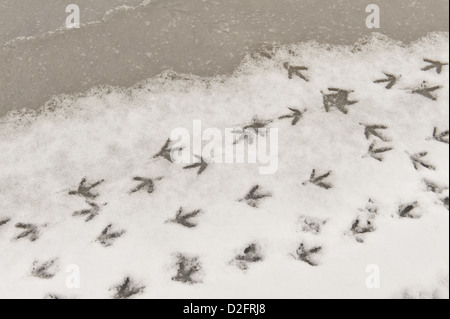 Teichhuhn Besucherzahlen Ente Fußabdrücke an der Seitenlinie von einem zugefrorenen Teich auch mit Schnee Wind geblasen am Rand bedeckt Stockfoto