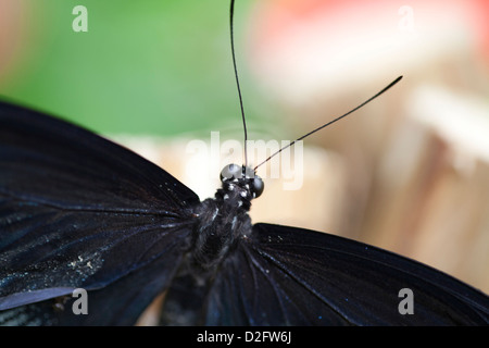Ein Scharlachroter Schwalbenschwanz-Schmetterling Papilio rumanzovia Stockfoto