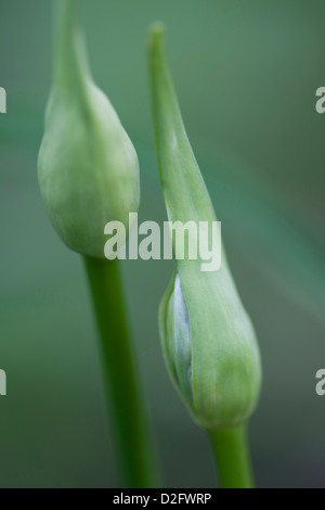 Zwei Agapanthus Blütenknospen Stockfoto