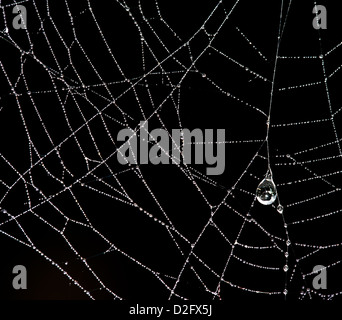 Schöne Perle Halskette aus Tautropfen auf das Spinnennetz. Makro-Foto Stockfoto