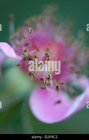 Eine sterbende rosa rose Blume mit Staubgefäßen und fallende Blütenblätter Stockfoto