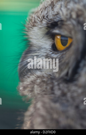 Das Gesicht des einen gefleckten Uhu, Bubo Africanus Stockfoto