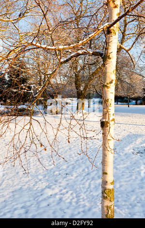 Winter-Szene mit Silber-Birke (Betula Pendel) im Schnee bedeckt Landschaft, Nottinghamshire, England, UK Stockfoto