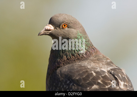 Eine wilde Taube-Porträt Stockfoto