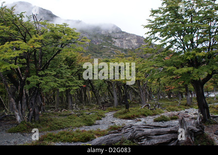 Patagonien Argentinien Stockfoto