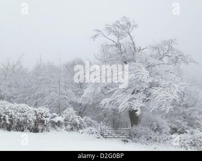 Devon, UK. 23. Januar 2013. Über Nacht Neuschnee im Haldon Belvedere mit Blick auf die Teign Valley in Devon, England. Stockfoto