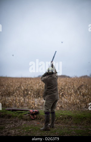 Foto von einem männlichen Gewehrschießen fliegen Fasane bei einem Shooting in Sussex, UK Stockfoto