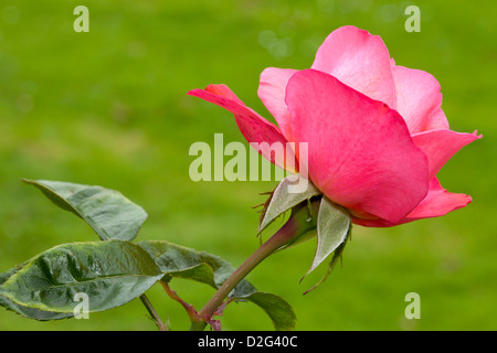 Rambler rose "Rosanna", Rosa, Rosales, Rosengewächse, Stockfoto