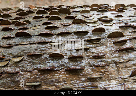 Geld-Baum, Kupfer-Münzen eingebettet in einem Baum im Wald für Glück, Exmoor National Park, Somerset, England, UK Stockfoto