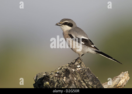 Südlichen Grey Shrike, Lanius meridionalis Stockfoto