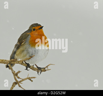 Die Europäische Rotkehlchen (Erithacus Rubecula) - die Weihnachtskarte Robin im Schnee. Aus den Archiven von Presse Portrait Service (ehemals Presse Portrait Bureau) Stockfoto
