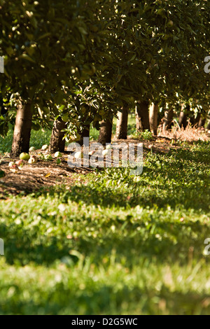 Apfelplantage (Malus) Stockfoto