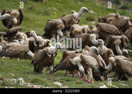 Gänsegeier, abgeschottet Fulvus kämpfen für Essen bei AAS Müllkippe Stockfoto