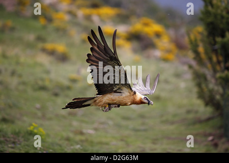 Bartgeier (Bartgeier), sollten Barbatus, Erwachsenen im Flug Stockfoto