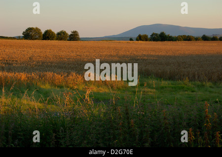 Farm field at sunset near Dumfries in South West Scotland Stockfoto