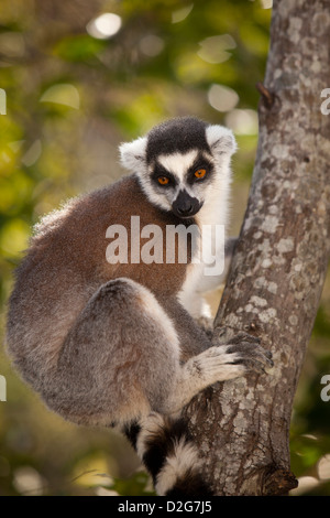 Madagaskar, Ambalavao, Reserve d'Anja, Ringtailed Lemur Lemur Catta sitzt im Baum Stockfoto