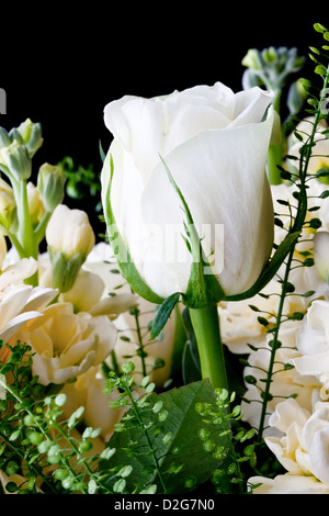 Weiße Rosen hautnah auf schwarzem Hintergrund Stockfoto