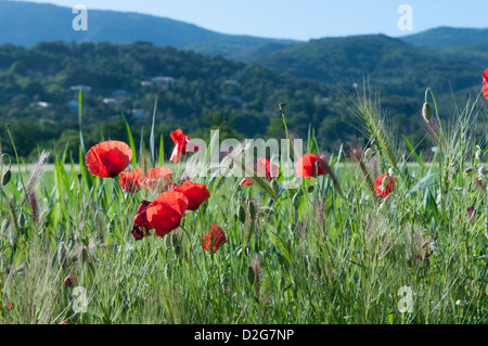 Rote Mohnblumen und Felder neben Fayence Provence Frankreich Stockfoto