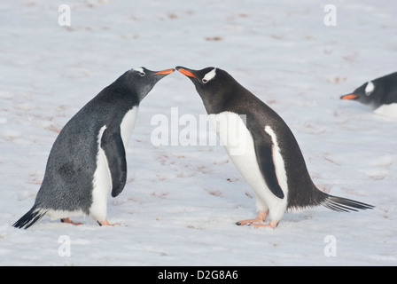Jugendliche und Erwachsene Gentoo Penguins (Pygoscelis Papua). Stockfoto