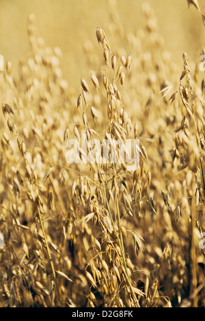 gemeinsamen Hafer (Avena Sativa) Stockfoto