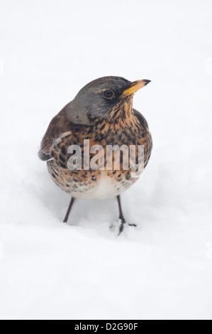 Eine Wacholderdrossel (Turdus Pilaris) ruht auf Schnee in Sussex Garten Stockfoto