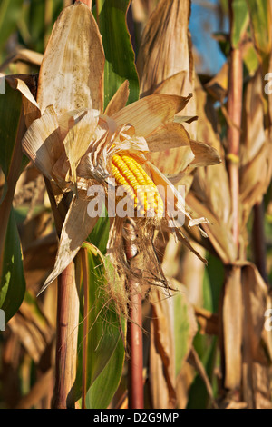 Mais, Mais (Zea Mays) Stockfoto