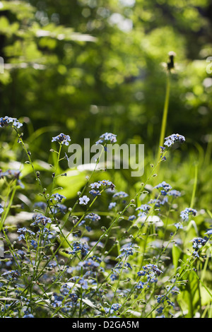 Vergissmeinnicht. Wildblumen in Grass als Sommer-Hintergrund Stockfoto