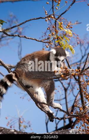 Madagaskar, Ambalavao, Reserve d'Anja, Ringtailed Lemuren ernähren sich von Beeren in Lilla Baum Stockfoto