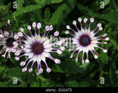 Löffel Daisy, Osteospermum 'Nasinga White', Asteraceae. Aus Neuseeland eingeführt. Stockfoto