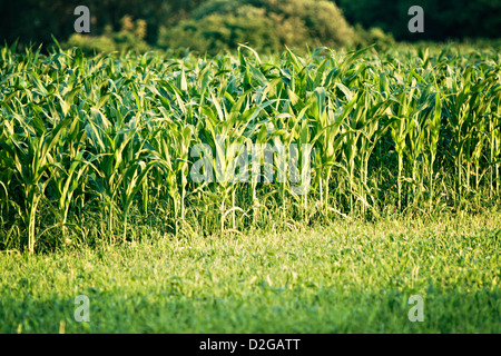 Mais, Mais (Zea Mays) Stockfoto