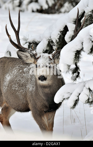Ein vertikales Bild von einem Mule Deer buck stehen unter einer Schnee bedeckten Kiefer in Jasper Nationalpark, Alberta, Kanada. Stockfoto