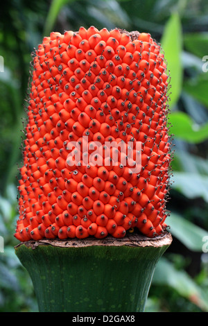 Titan Arum, Amorphophallus Titanum, Aronstabgewächse. Nach der Blüte und Samen Kopf zeigen. Aka AAS oder Leiche zu Pflanzen. Stockfoto