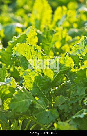 Zuckerrüben angebaut Beta vulgaris Stockfoto