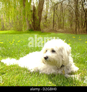 Malteser-Bichon-Hund entspannende außerhalb an einem Sommertag Stockfoto