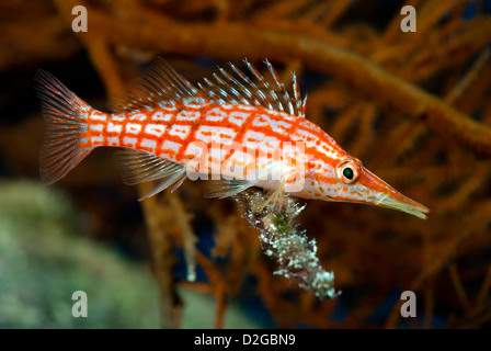 Longnose Hawkfish, Oxycirrhites Typus in einer Weichkorallen, Great Barrier Reef und Coral Sea, Süd-Pazifik, Queensland Australien Stockfoto